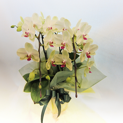 三鷹・吉祥寺のお花屋 花ぽかぽか / 贈り物にオススメ蘭鉢「ミディ