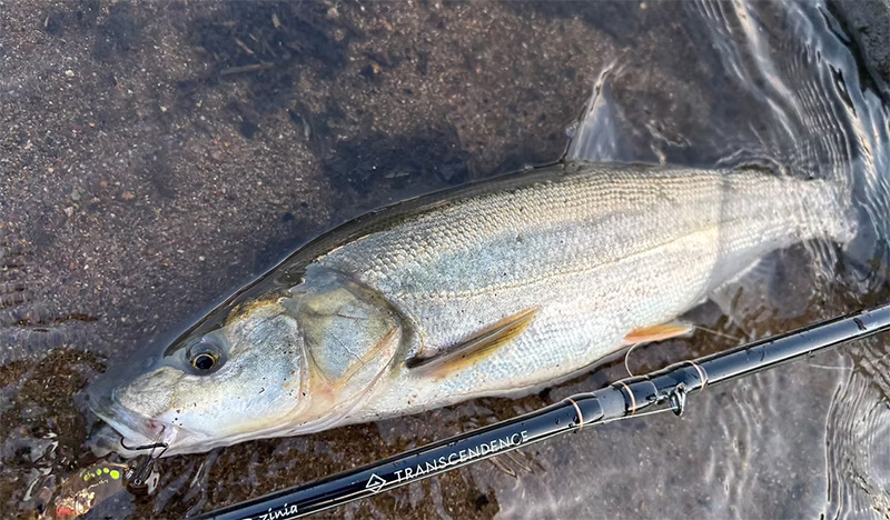 TRANSCENDENCE/トランスセンデンス】LateBloomings Zinia56+（LB56