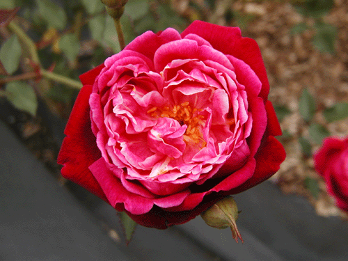 オールドローズ四季咲き大苗 ルイフィリップ バラ苗販売 Herb&Rose