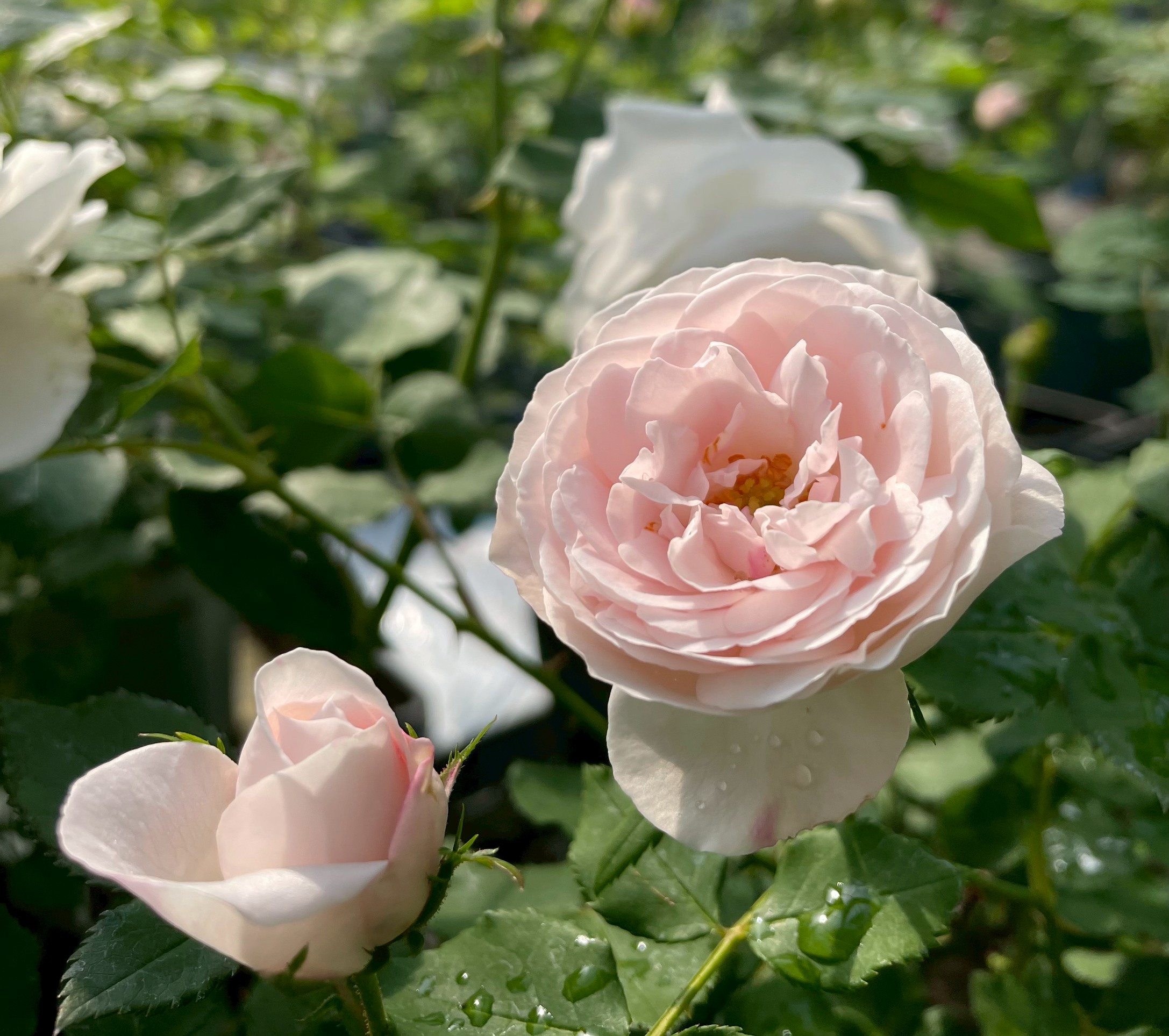 オールドローズ四季咲き大苗 ルイフィリップ バラ苗販売 Herb&Rose