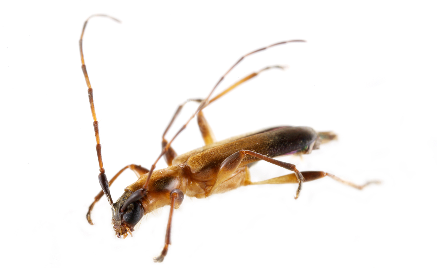 フタモンアメイロカミキリ | 【標本ナビ】多様性生物希少標本ネットワーク