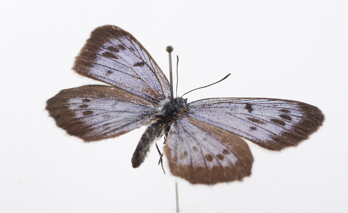 オオゴマシジミ | 【標本ナビ】多様性生物希少標本ネットワーク