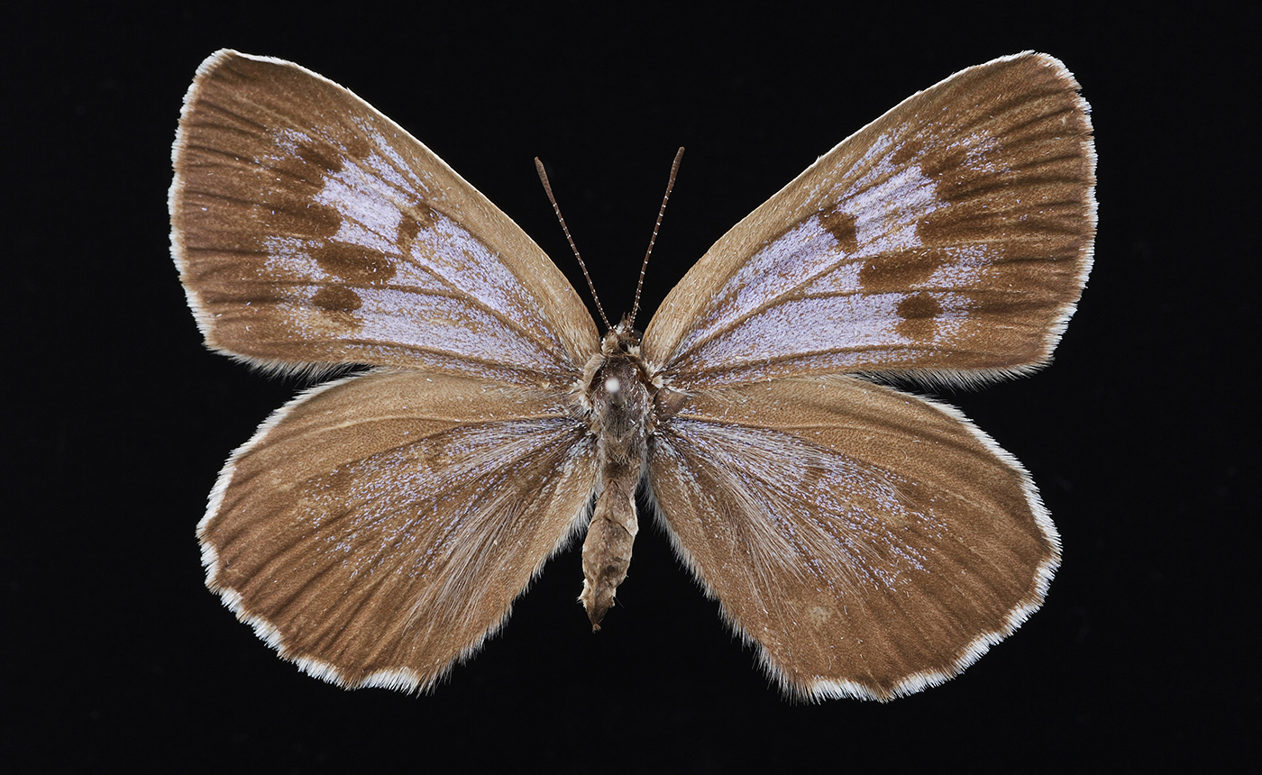 オオゴマシジミ | 【標本ナビ】多様性生物希少標本ネットワーク