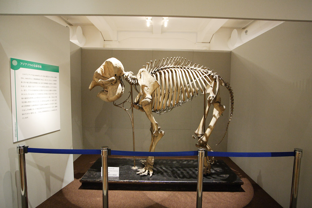 2008 国立科学博物館企画展 「標本の世界」レポート会期期間：平成20年