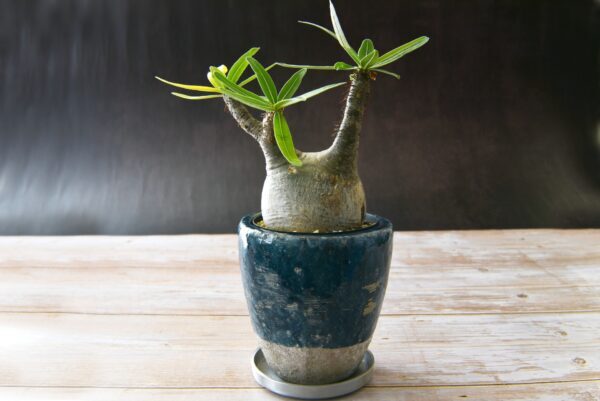 塊根植物（コーデックス）の育て方｜魅力や栽培のコツ、おすすめ品種15