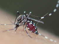 カ・ユスリカ図鑑