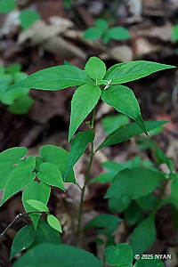 タデスミレ すみれの部屋 インターネットすみれ図鑑