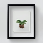 定番品】 アンリ・マティス 「低木」ブラックフレーム｜ポスター｜IDEE