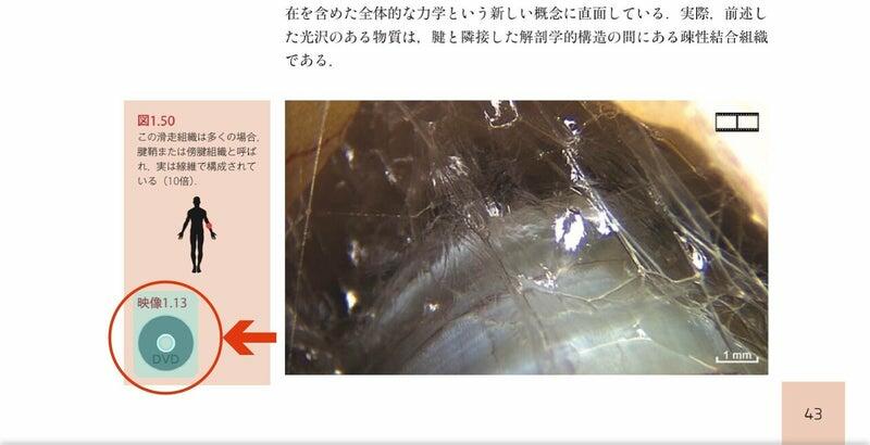 人の生きた筋膜の構造 内視鏡検査を通して示される細胞外マトリックス