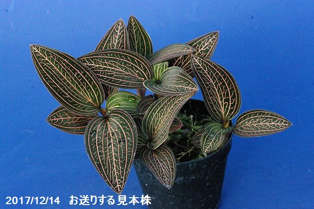 山野草の石田精華園 / アネクトキルス ロクスバーギーUSA ジュエル