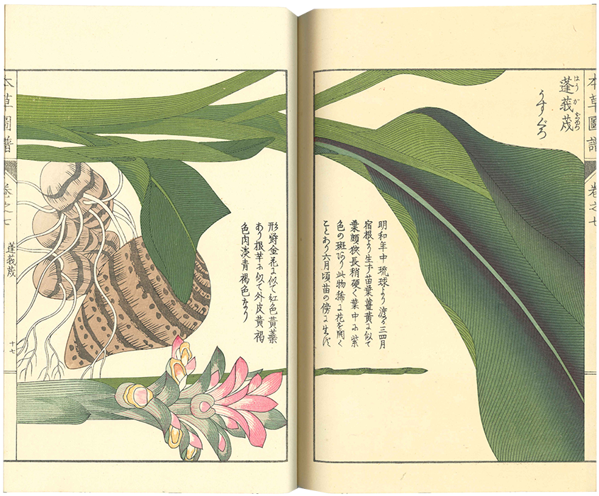 日本山草図譜 日本山草図譜 日本山草図譜