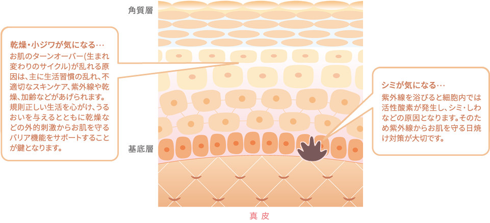 CELCURE（セルキュール）｜スキンケア｜ジョセフィン化粧品ーJosephine