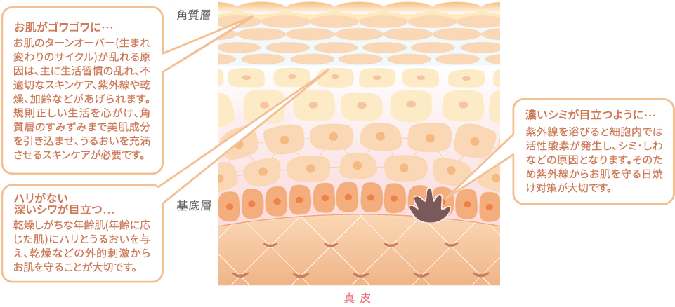 グレイスプログラム】エッセンスN アンズコーポレーション ラージ