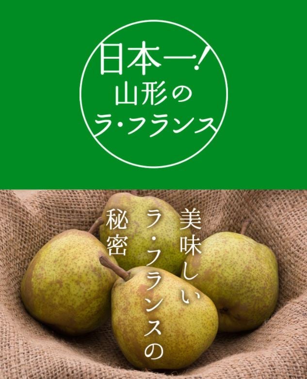山形県産ラ・フランス約1.5kg(6玉) ※順次発送: JAてんどうフーズ