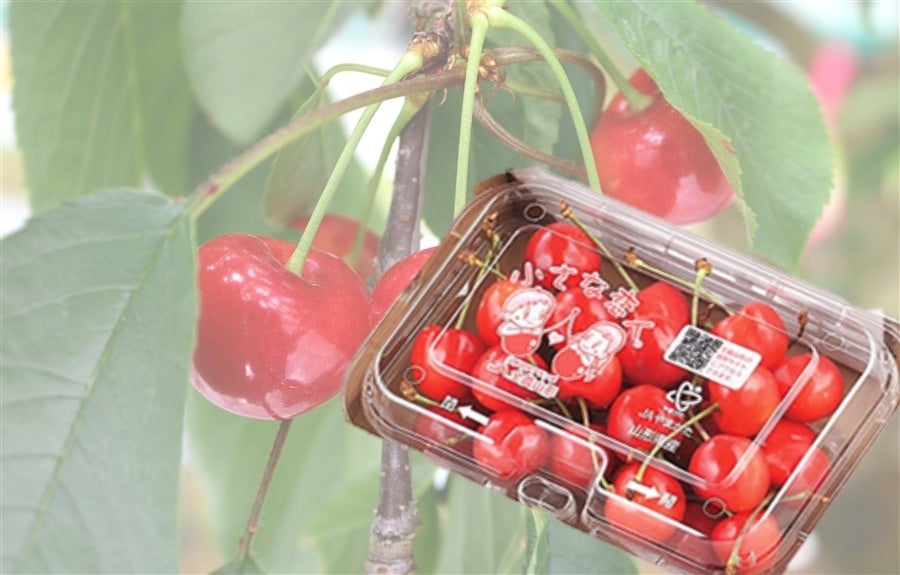 のしなし】さくらんぼ佐藤錦200g×6ﾊﾟｯｸ 計1.2㎏: 小さな