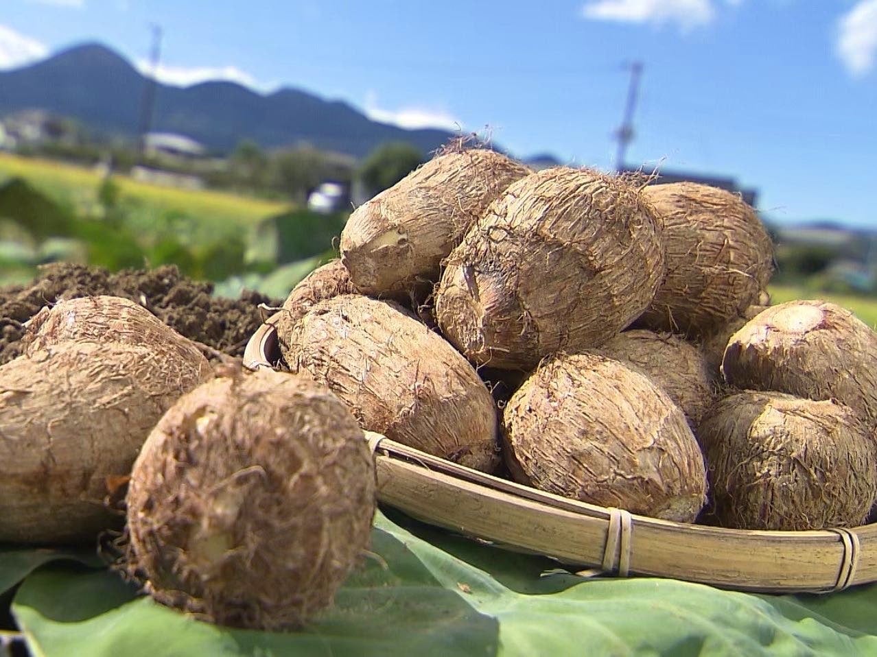 宮上さんの「開成弥一芋（さといも）」（LM混合 約2kg）: JA全農