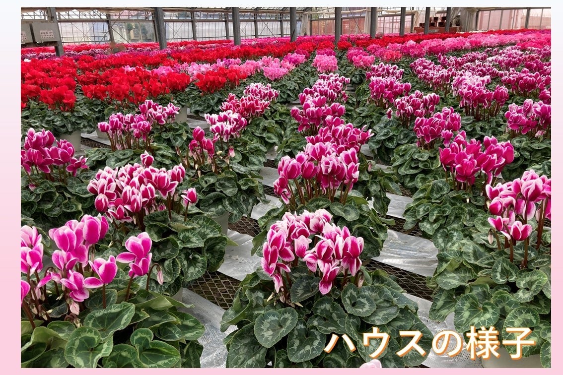 シクラメン 6号鉢【シュトラウス】: JA全農かながわ|【JAタウン