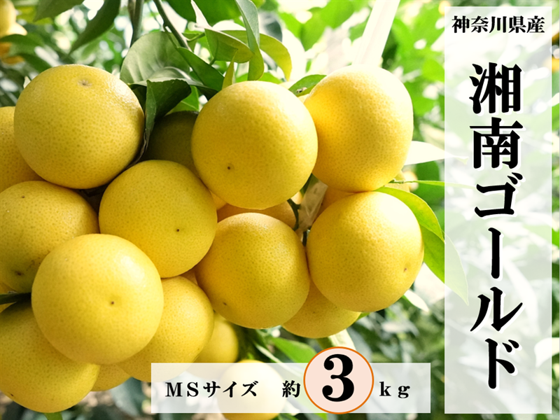湘南ゴールド（約3kg）MSサイズ: JA全農かながわ|【JAタウン