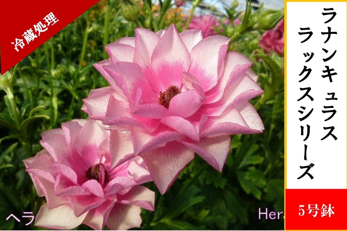 ラナンキュラス ラックスシリーズ【ヘラ】5号鉢（冷蔵処理）: JA全農