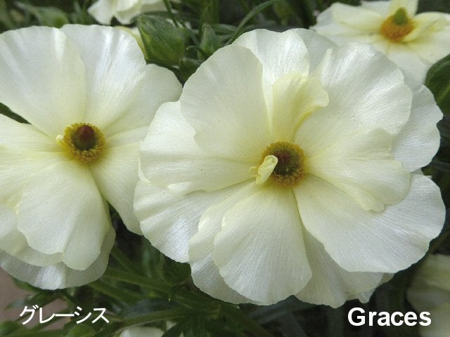 ラナンキュラス ラックスシリーズ【グレーシス】5号鉢（冷蔵処理