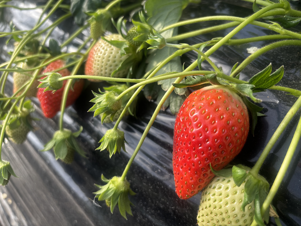 朝採り完熟いちご『やよいひめ』4パック入り 茨城県産: いいもの