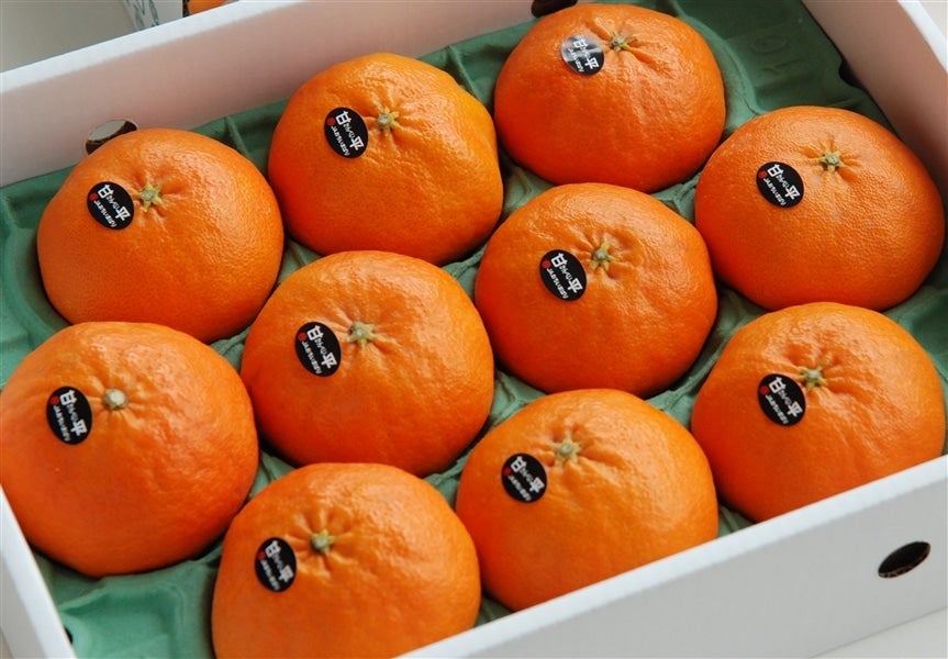 KP25】「甘平」化粧箱（秀2L12玉～4L8玉）JAおちいまばり