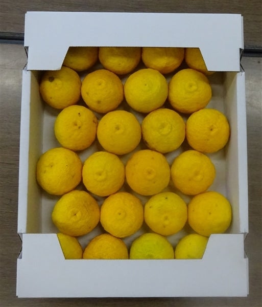 良・3箱＞「柚子」約6kg（良S・約2kg×3箱） JAひがしうわ