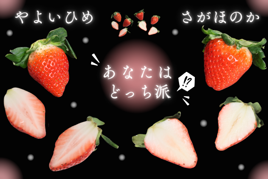宮崎県尾鈴産 いちご4パックセット さがほのか＆やよいひめ: JA