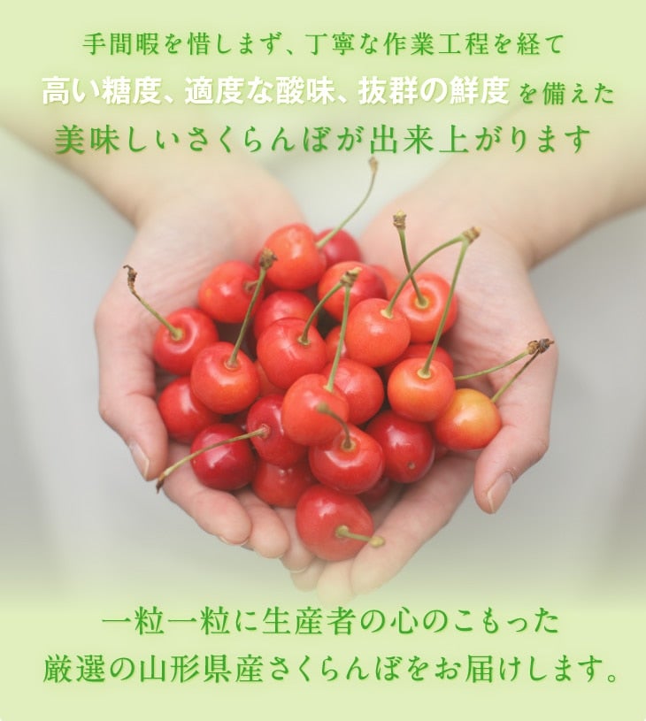 さくらんぼ佐藤錦約500g（化粧箱）クール便: JAてんどうフーズ