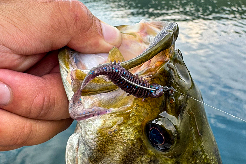 JBTOP50第4戦桧原湖入賞！】/藤田夏輝 - FRESH WATER バス釣り