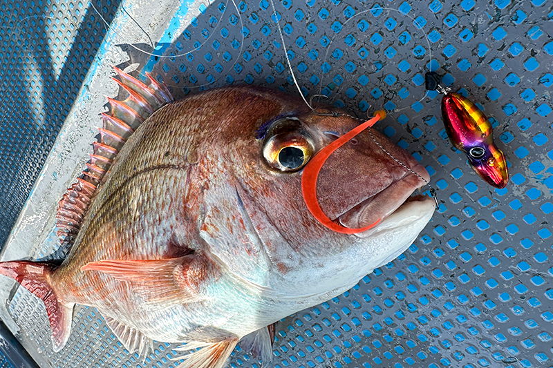 TGビンビンスイッチの実力を実感した釣行/鈴木洋太郎 - SALT WATER 海