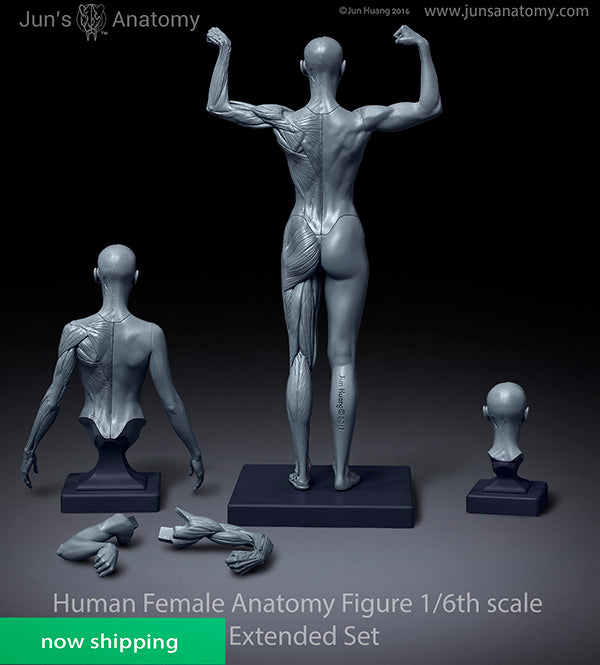 Human Female Anatomy Model 1/6th scale - Extended Set(newly