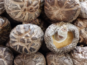 N115」原木しいたけ・きのこ種菌 - 菌興椎茸協同組合