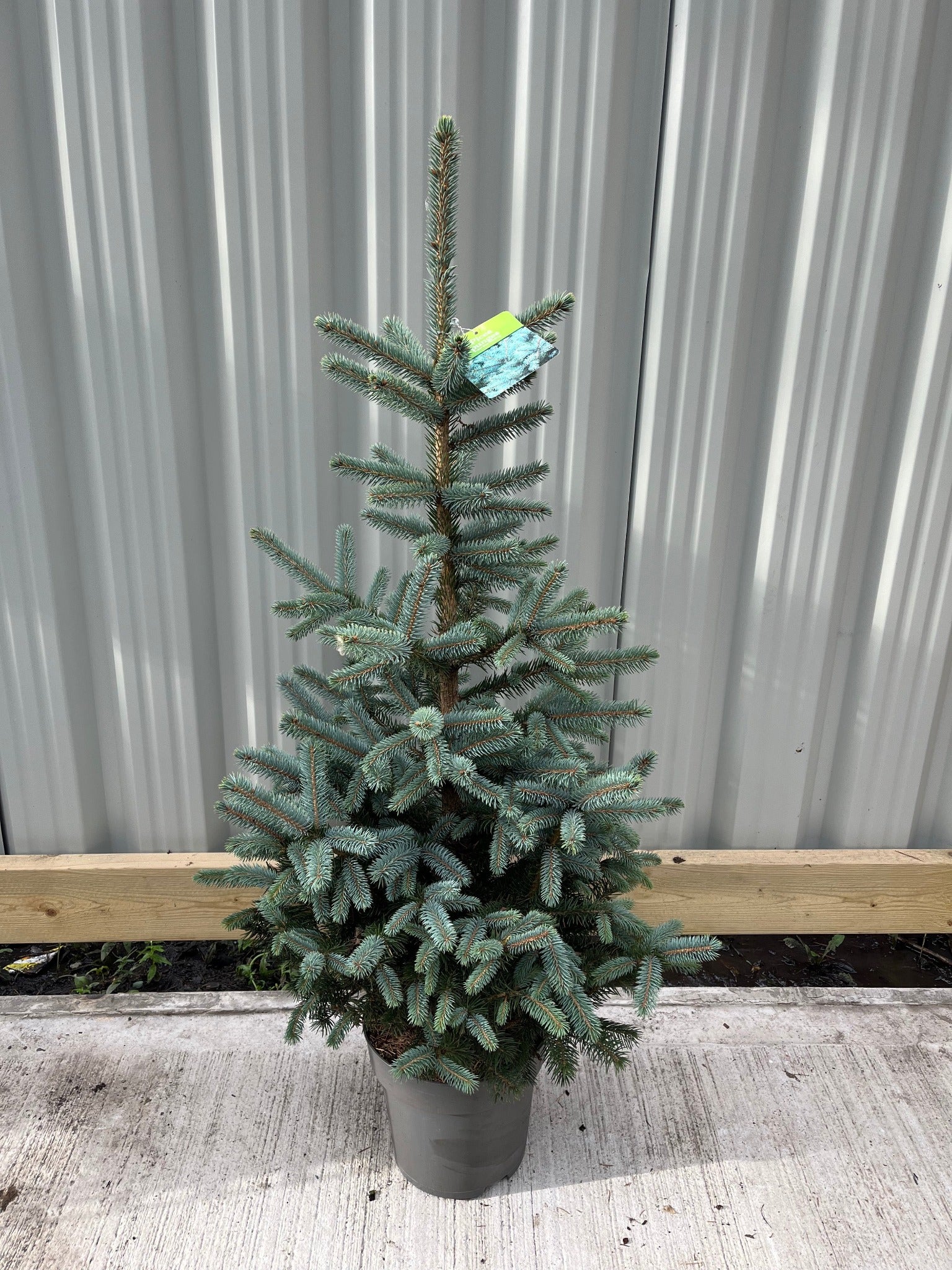 Potted Real Christmas Tree | Picea pungens Super Blue | 70-80cm