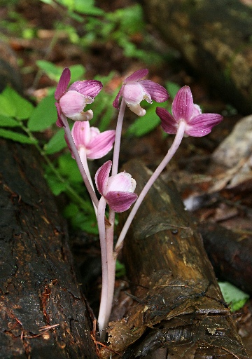 四季の山野草（ショウキラン）