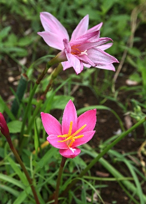 四季の山野草（サフランモドキ）