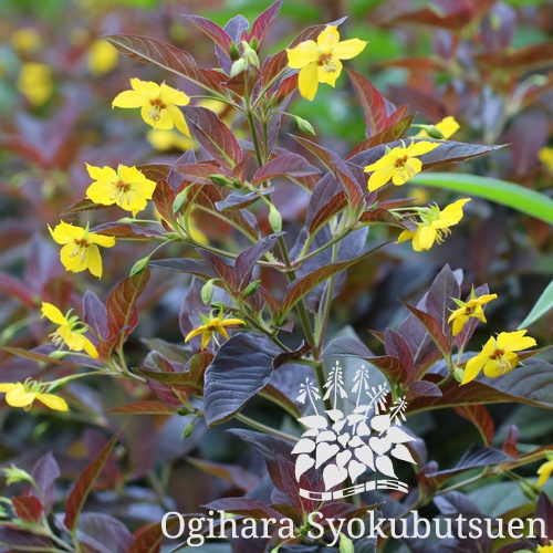 リシマキア 'ファイヤークラッカー'｜おぎはら植物園