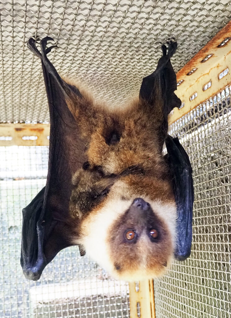 世界初！ダイトウオオコウモリの赤ちゃんが誕生しました！ | 沖縄