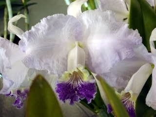 世界らん展日本大賞2003 原種カトレア Japan Grand Prix