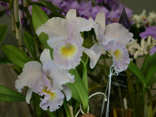 世界らん展日本大賞2004 カトレア原種 Japan Grand Prix