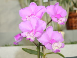 世界らん展日本大賞2006 カトレヤ原種 Japan Grand Prix