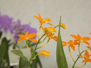 世界らん展日本大賞2008 カトレヤ原種 Japan Grand Prix