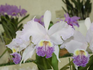 世界らん展日本大賞2008 カトレヤ原種 Japan Grand Prix