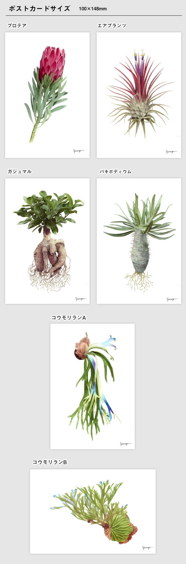 yomogi ボタニカルアート | ゼネラルストア オルネ