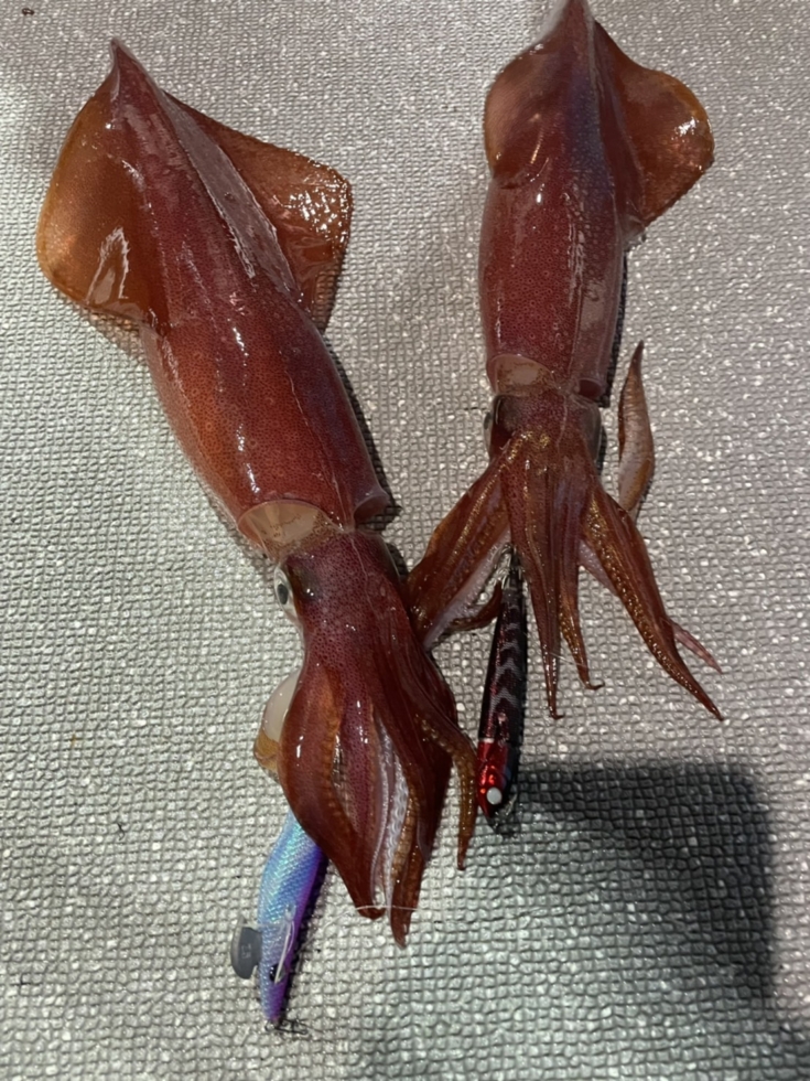 毎年恒例となりつつある玄界灘の船クエ | 株式会社オーナーばり｜海