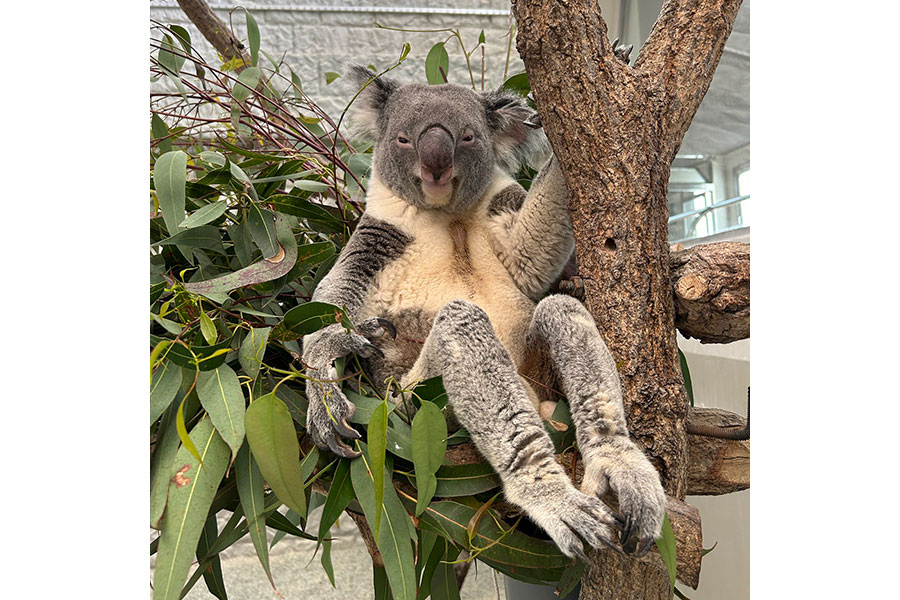 美脚すぎて二度見」淡路島のコアラ、優雅な座り姿に1.5万人が驚き