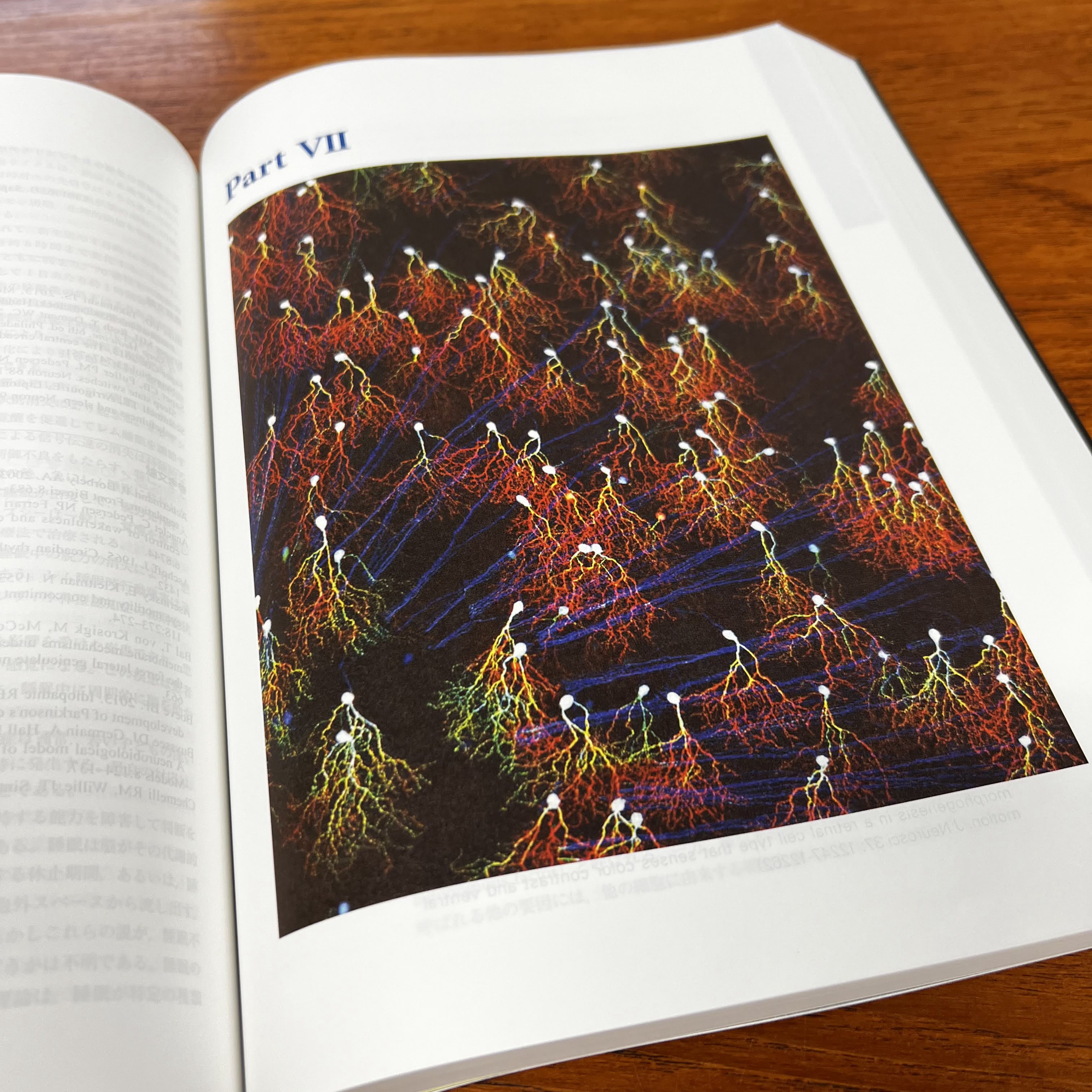 松井広教授、大隅典子教授が翻訳を担当したカンデル神経科学 日本語第