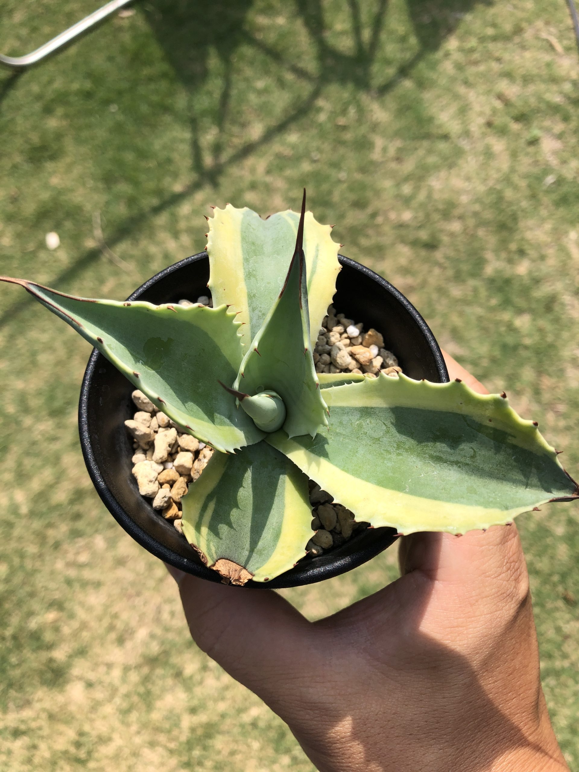 アガベ オバティフォリア オルカ ドワーフタイプ ｜ mokubaraya もくばらや