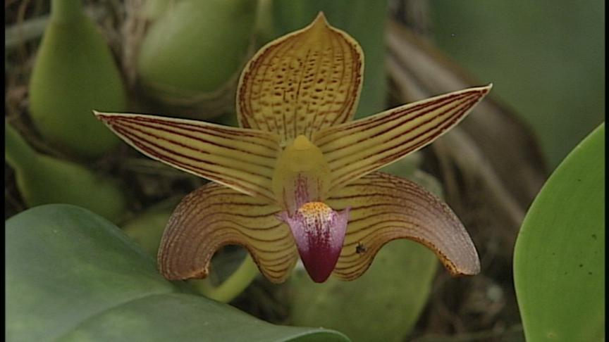 野生ランの世界 - MAXAM