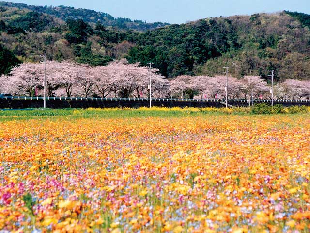 4月・5月に行きたい！静岡県の花絶景スポット8選 - まっぷるウェブ